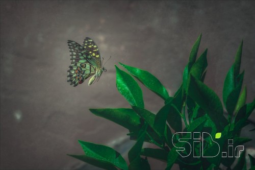 حس پروانه ای