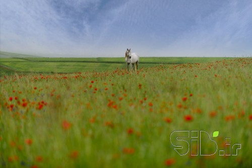 اسب سفیدِ نقره نعل