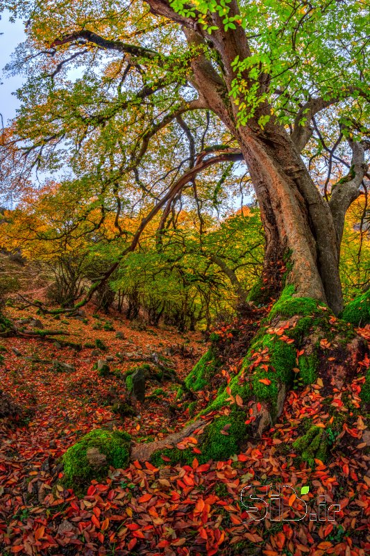 قاب عکس مدرن بدون عنوان منظره   طبیعت / روستایی اثر امیر  عبدل پناه