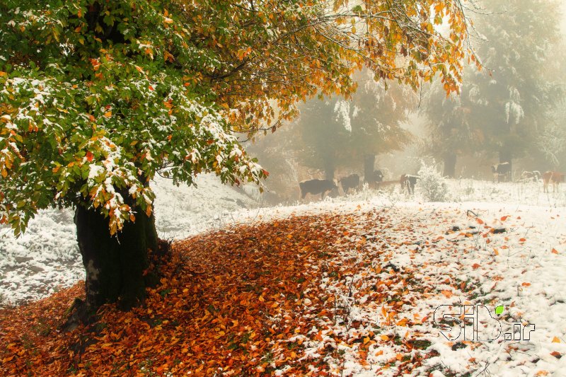 قاب عکس مدرن زمستان در پاییز منظره   طبیعت / روستایی اثر مبینا گیل
