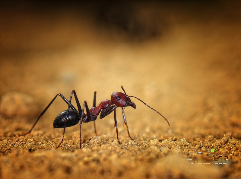 قاب عکس مدرن Ant نمای نزدیک ( ماکرو)  اثر ابراهیم باختری بناب