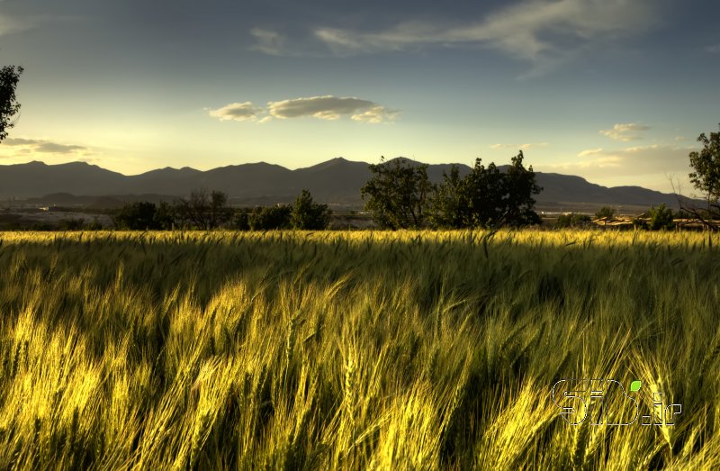 قاب عکس مدرن گندم زار منظره   طبیعت / روستایی اثر شاهین بختیاری