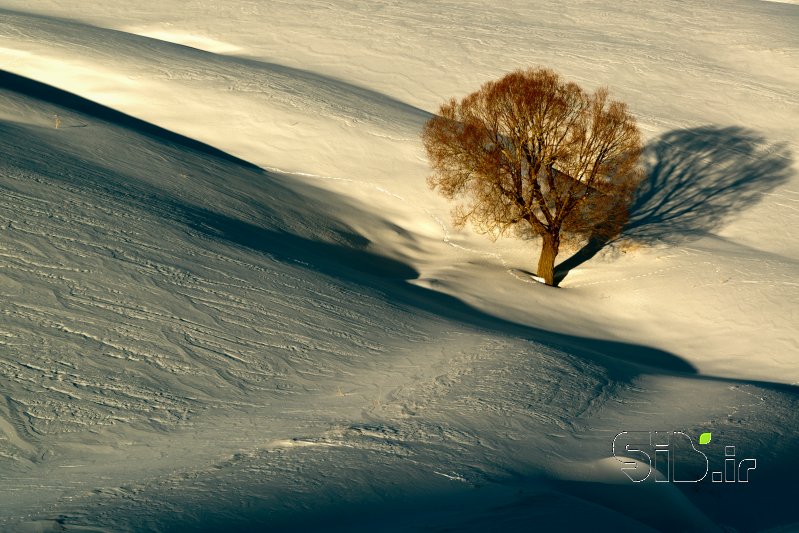 قاب عکس مدرن Cold Dawn منظره   طبیعت / روستایی اثر Ali Dormiani علی دُرمیانی