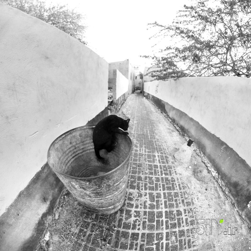 قاب عکس مدرن گربه سیاه چشم انداز  شهری اثر محمد رضا معصومی