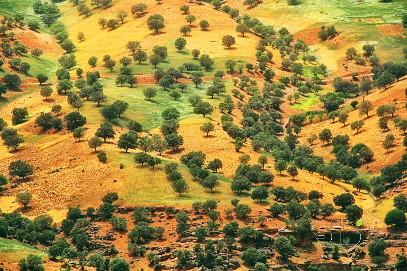 قاب عکس مدرن بلوطستان آبستره اثر حسن الماسی