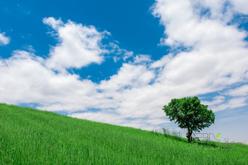 قاب عکس مدرن درخت تنها منظره   طبیعت / روستایی اثر مصطفی رضایی