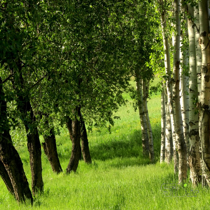 قاب عکس مدرن بهار منظره   طبیعت / روستایی اثر محمدرضا کیوانفر