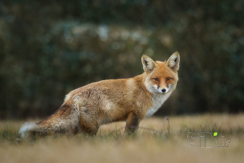 قاب عکس مدرن Red Fox حیات وحش  / حیوانات اثر محمد اسکویی