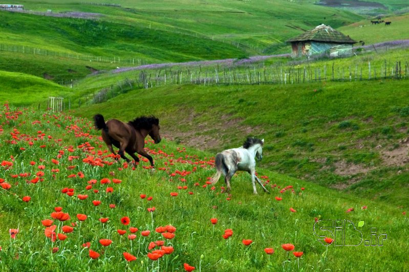 قاب عکس مدرن کورس منظره   طبیعت / روستایی اثر فرید ثانی