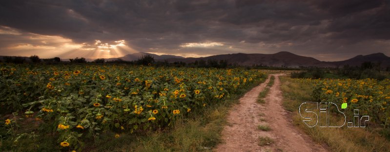 قاب عکس مدرن جاده ای در مزرعه آفتابگردان   منظره   طبیعت / روستایی اثر بیوک  راعی شجاعی 