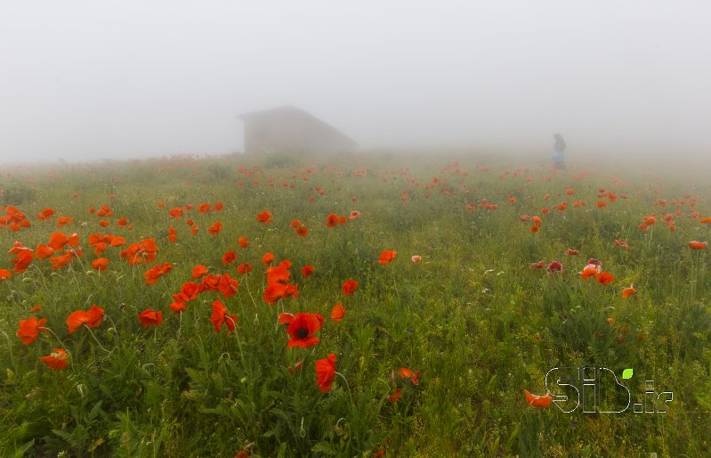 قاب عکس مدرن عبور از مه منظره   طبیعت / روستایی اثر احسان نیکفرجام