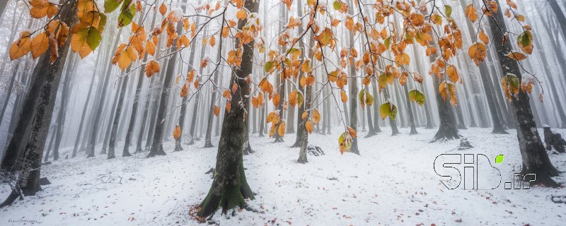 قاب عکس مدرن اولین برف منظره   طبیعت / روستایی اثر حامد تیزرویان
