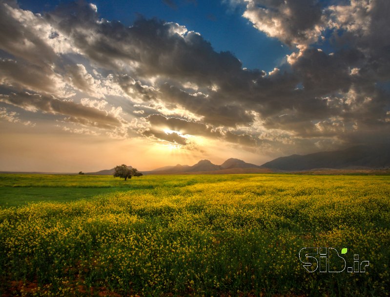 قاب عکس مدرن دشت لالی منظره   طبیعت / روستایی اثر علی حنایی