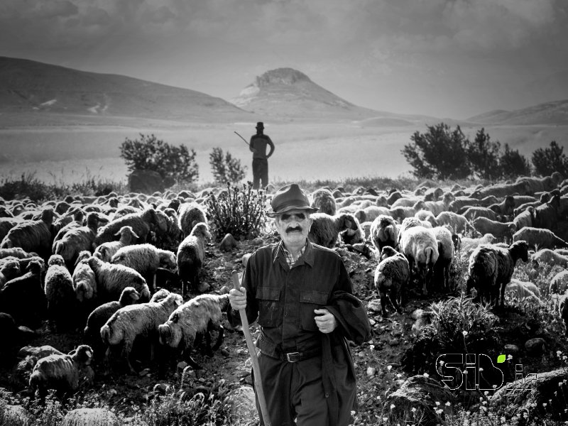 قاب عکس مدرن چوپان منظره   طبیعت / روستایی اثر محمد رضا معصومی