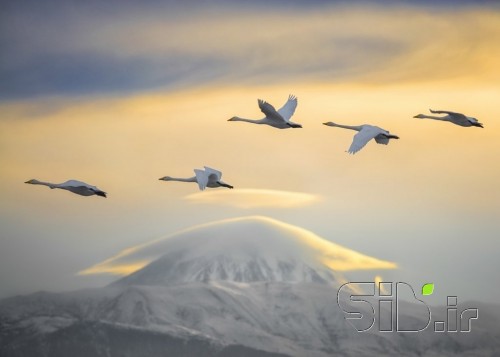 Swans and Damavand Peak