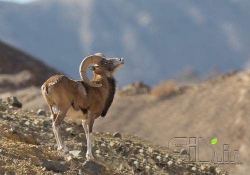 کوهستان و مستی