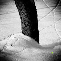 درخت و برف